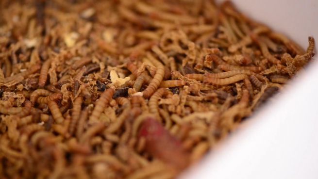 go to Ernährung der Zukunft: Heute schon Würmer gegessen?