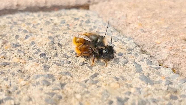 go to Insektensterben adé: So einfach wird man Bienenfreund