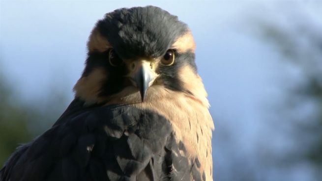 go to Tierquälerei: Die Vogelmärkte in Indonesien