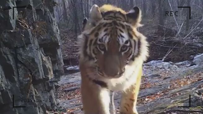 go to Von 50 auf 500: Sibirische Tiger erholen sich langsam